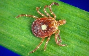 Alergjia nga mishi, zbulohet insekti që ju bën vegjetarian