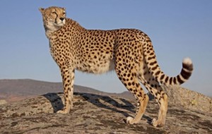 Ekspertët: Gepardët, drejt zhdukjes