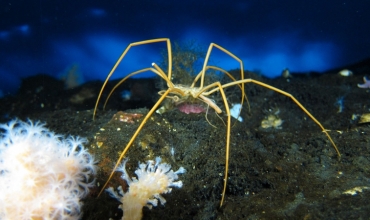 Si kanë mundur merimangat e detit t'i mbijetojnë kohës?